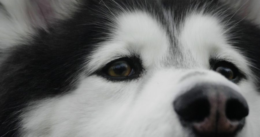 電グル脱糞事件の真相とは!? イヌ派ANI推薦 Netflix『ドッグ・ストーリー』戦場の犬や補助犬などほろ苦い犬エピソード満載