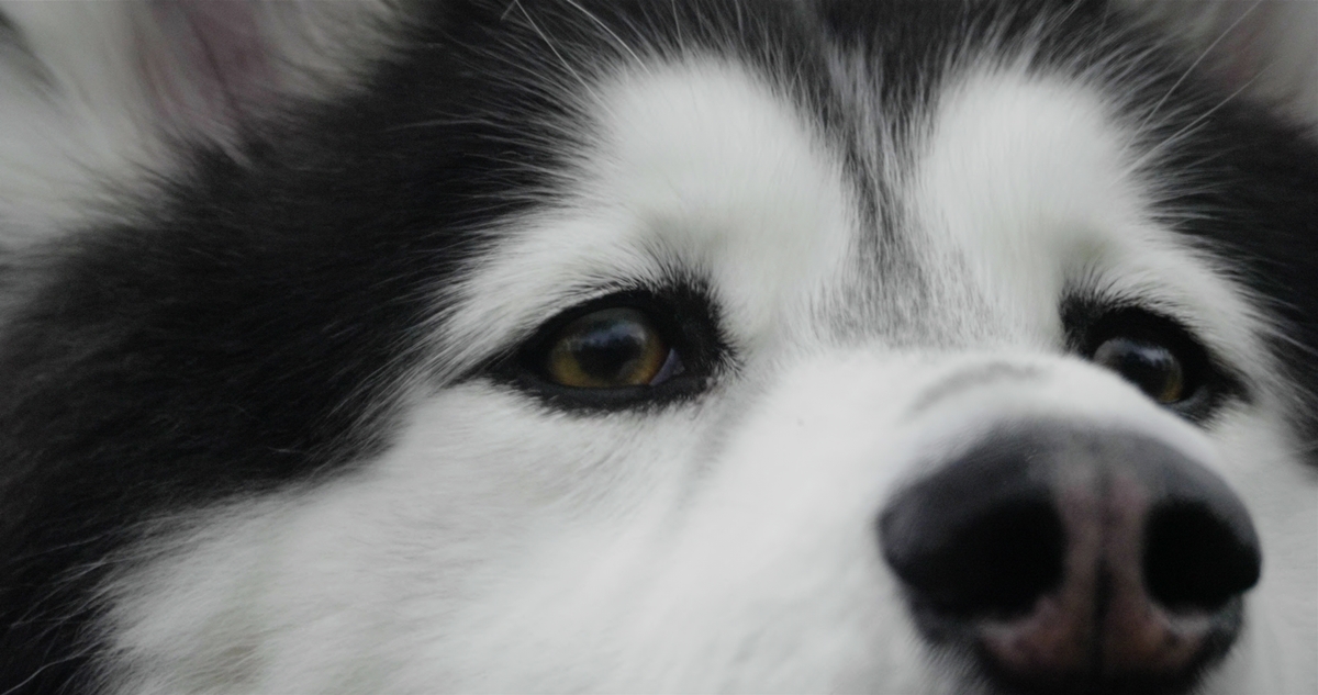 電グル脱糞事件の真相とは!? イヌ派ANI推薦 Netflix『ドッグ・ストーリー』戦場の犬や補助犬などほろ苦い犬エピソード満載